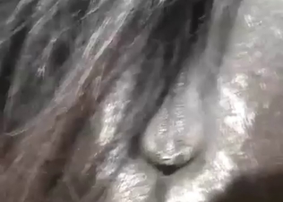 Sexual massage for a horse ass