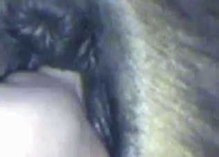 Tight horse asshole pleasured