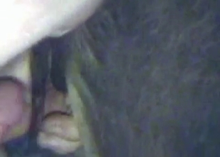 Tight horse asshole pleasured