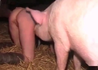 Juicy pussy ravaged by a stallion