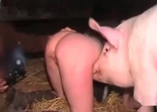 Juicy pussy ravaged by a stallion