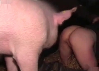 Juicy pussy ravaged by a stallion