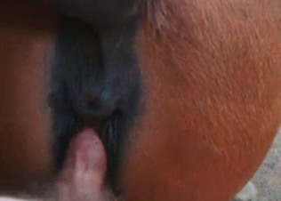 Dick stretching out tight horse asshole
