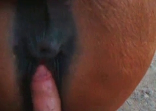 Dick stretching out tight horse asshole
