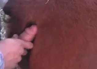 Anal penetration for an animal