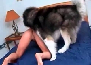 Japanese dog being kinkier than usual