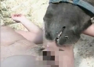 Tight pussy licked by a horny horse