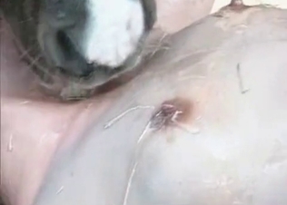 Tight pussy licked by a horny horse