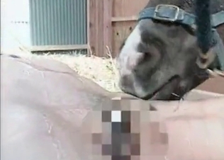 Tight pussy licked by a horny horse
