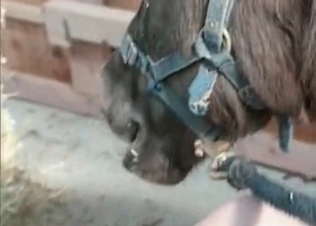 Tight pussy licked by a horny horse