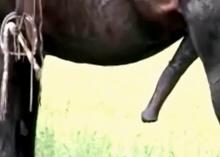 Hot dick-stroking for a horse