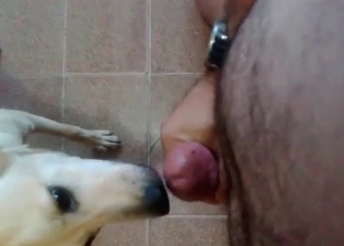 Dog loves sucking hot cocks