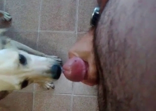Dog loves sucking hot cocks