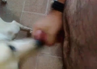 Dog loves sucking hot cocks