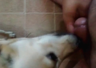 Dog loves sucking hot cocks