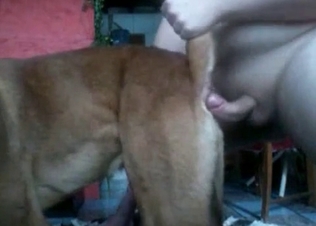Throbbing dog cock serviced