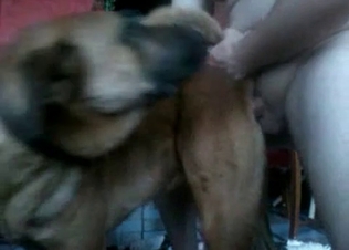 Throbbing dog cock serviced