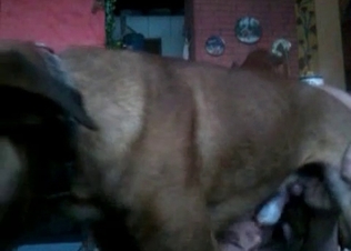 Throbbing dog cock serviced