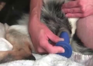 Toy-fucking a slutty dog