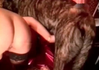 Two babes love fucking animals