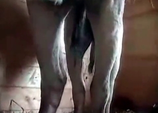 Stallion gets the insane amounts of pleasure