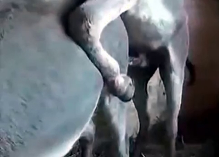 Stallion gets the insane amounts of pleasure