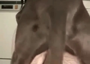 Doggy loves a quickie