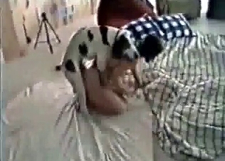 She lets her Dalmatian fuck her