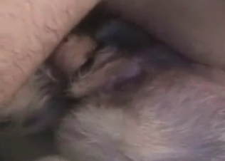 This slutty dog loves being filled