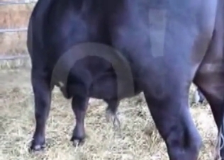 Animal gets to fuck a clothed babe