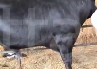 Animal gets to fuck a clothed babe
