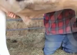 Animal gets to fuck a clothed babe