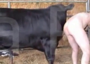 Animal gets to fuck a clothed babe