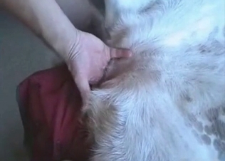 Mongrel’s ass railed on cam