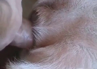 Mongrel’s ass railed on cam