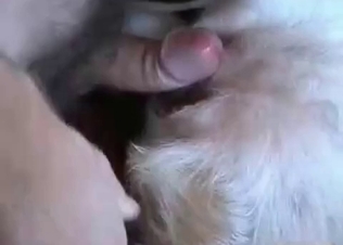Mongrel’s ass railed on cam