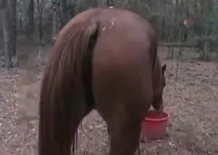 Crazy anal sex for a lusty mare
