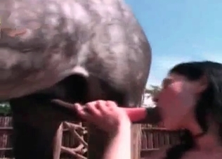 Horse cock pleasured by her hungry mouth