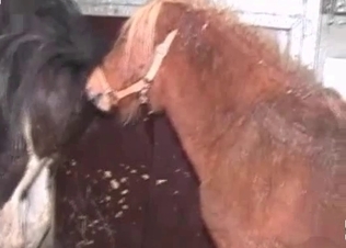 Stallion drilling her holes