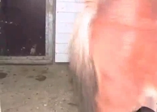 Stallion drilling her holes