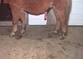 Stallion drilling her holes