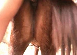 Pony gets it up the ass