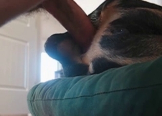 Intense anal sex for a shepherd