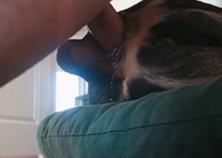 Intense anal sex for a shepherd
