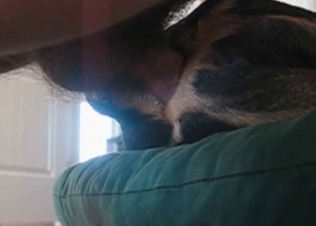 Intense anal sex for a shepherd
