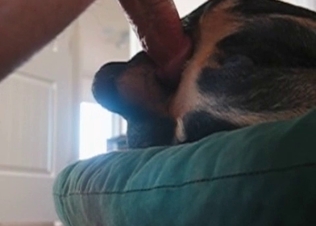 Intense anal sex for a shepherd