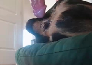 Intense anal sex for a shepherd