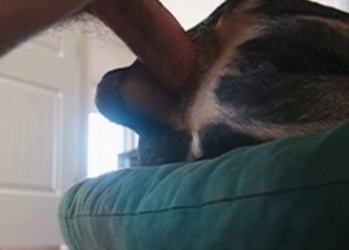 Intense anal sex for a shepherd