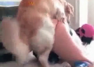 Farm style animal sex