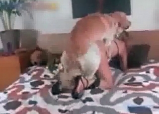 Farm style animal sex